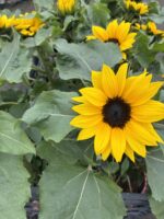 Ayçiçeği (Helianthus annuus) - Görsel 3