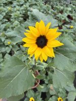 Ayçiçeği (Helianthus annuus)