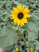 Ayçiçeği (Helianthus annuus) - Görsel 2