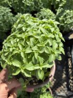 Kokulu Fesleğen (Ocimum basilicum)