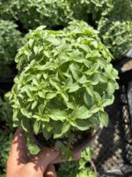 Kokulu Fesleğen (Ocimum basilicum) - Görsel 2