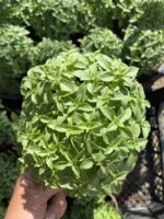 Kokulu Fesleğen (Ocimum basilicum) - Görsel 3