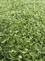 Fare Kulağı (Dichondra repens) – 45’lik Viyolde - Görsel 2