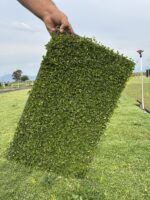 Fare Kulağı (Dichondra repens) – 45’lik Viyolde - Görsel 3