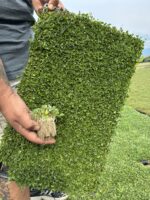 Fare Kulağı (Dichondra repens) – 45’lik Viyolde