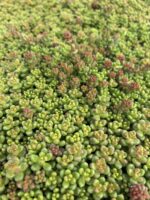 Sedum oreganum – 45’lik Viyolde