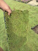 Sedum oreganum – 45’lik Viyolde - Görsel 2