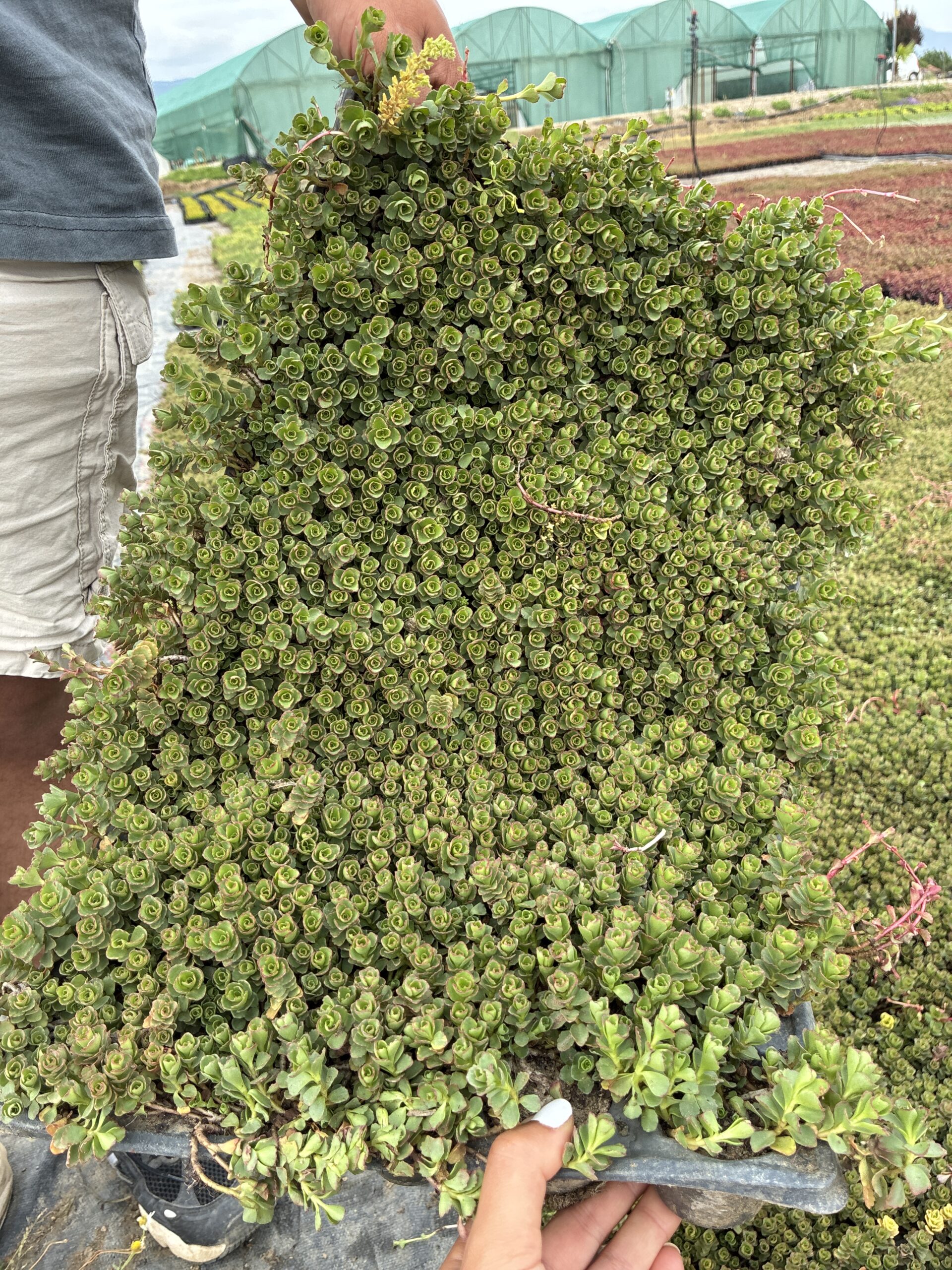 IMG_7194 Sedum spurium ‘Green Mantle’ (Dam Koruğu) – 45’lik Viyolde - Görsel 1