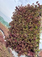 Sedum spurium ‘Red Carpet’ (Dam Koruğu) – 45’lik Viyolde - Görsel 3