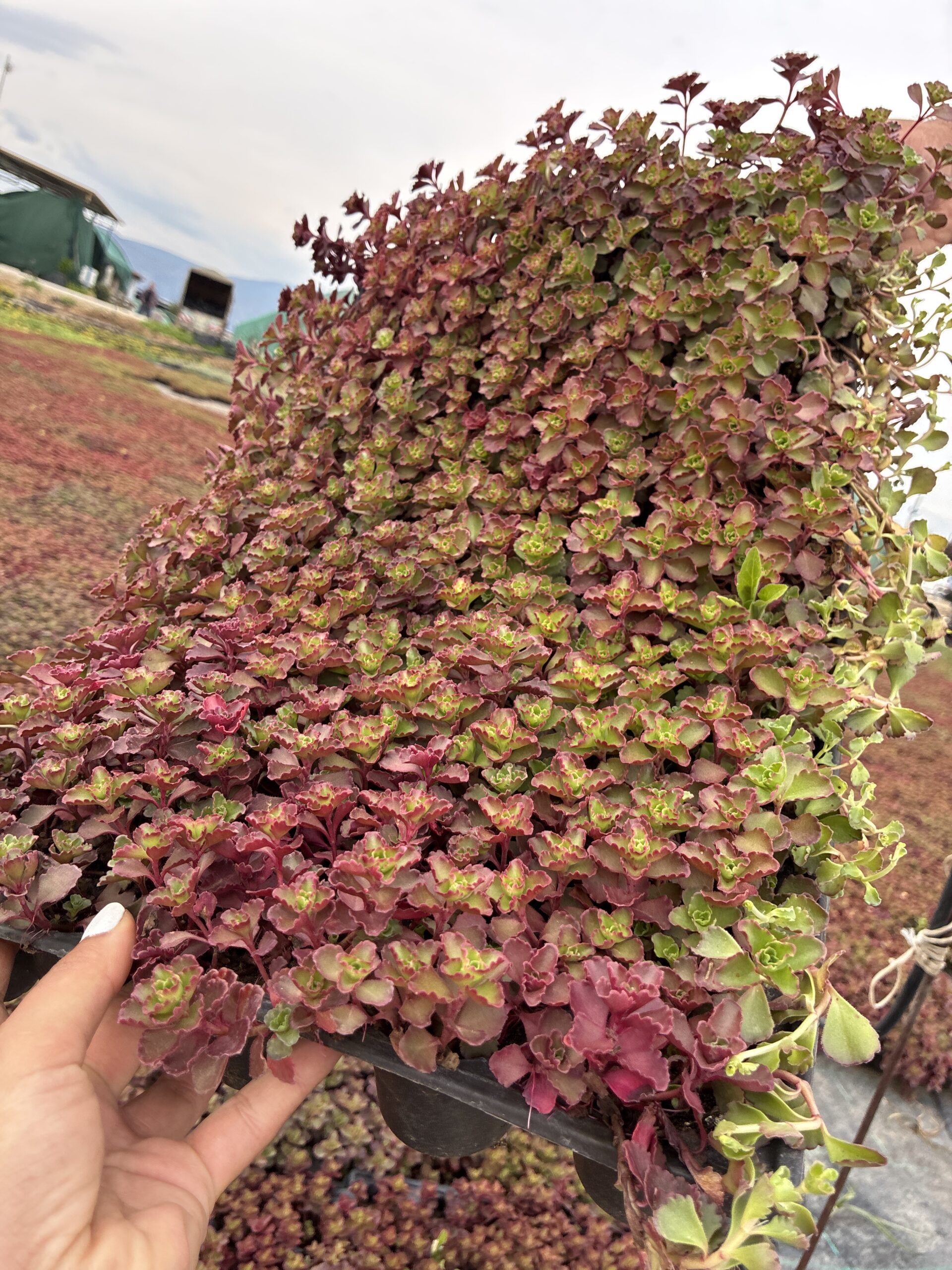 IMG_7197 Sedum spurium ‘Red Carpet’ (Dam Koruğu) – 45’lik Viyolde - Görsel 1