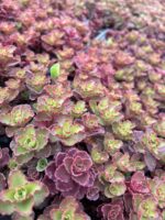 Sedum spurium ‘Red Carpet’ (Dam Koruğu) – 45’lik Viyolde - Görsel 2