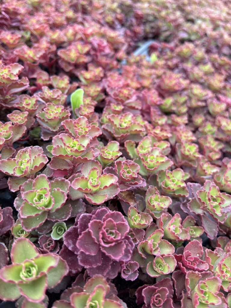 Sedum Red Carpet yeşil ve kırmızı yapraklarına yakın bakış