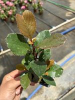 Alev Çalısı (Photinia × fraseri ‘Red Robin’) - Görsel 3