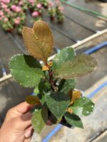 Alev Çalısı (Photinia × fraseri ‘Red Robin’)