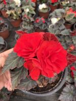 Nikah Kırmızısı Gelin Damat Begonya (Begonia × tuberhybrida)