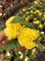 Nikah Şekeri Gelin Damat Begonya (Begonia × tuberhybrida)