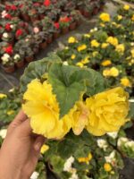 Nikah Şekeri Gelin Damat Begonya (Begonia × tuberhybrida) - Görsel 2