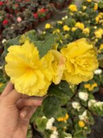Nikah Şekeri Gelin Damat Begonya (Begonia × tuberhybrida) - Görsel 3