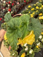 Nikah Şekeri Gelin Damat Begonya (Begonia × tuberhybrida) - Görsel 4