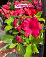 İkili Açelya Çiçeği Seti (Rhododendron simsii) - Görsel 2