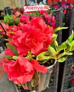 İkili Açelya Çiçeği Seti (Rhododendron simsii)
