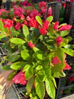 Alenya Somon Rengi Açelya Çiçeği (Rhododendron simsii) - Görsel 4