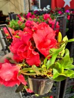 Alenya Somon Rengi Açelya Çiçeği (Rhododendron simsii) - Görsel 3