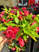 Alenya Somon Rengi Açelya Çiçeği (Rhododendron simsii) - Görsel 2
