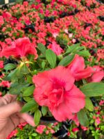 Alenya Somon Rengi Açelya Çiçeği (Rhododendron simsii)
