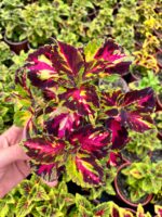 Kamuflaj Alevi Yaprak Güzeli (Coleus blumei) - Görsel 4