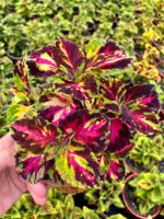Kamuflaj Alevi Yaprak Güzeli (Coleus blumei) - Görsel 3