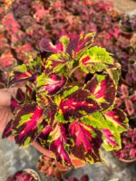 Kamuflaj Alevi Yaprak Güzeli (Coleus blumei)