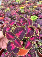 Pembe Nakış Yaprak Güzeli (Coleus blumei) - Görsel 2