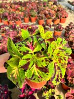 Kamuflaj Alevi Yaprak Güzeli (Coleus blumei) - Görsel 2