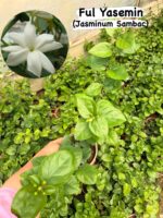 3’lü Yasemin Seti (Jasminum sambac – Trachelospermum jasminoides – Rhyncospermum jasminoides)