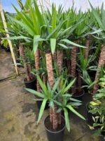 3 Kök Yuka (Yucca elephantipes) – Yaklaşık 1.30 Metre