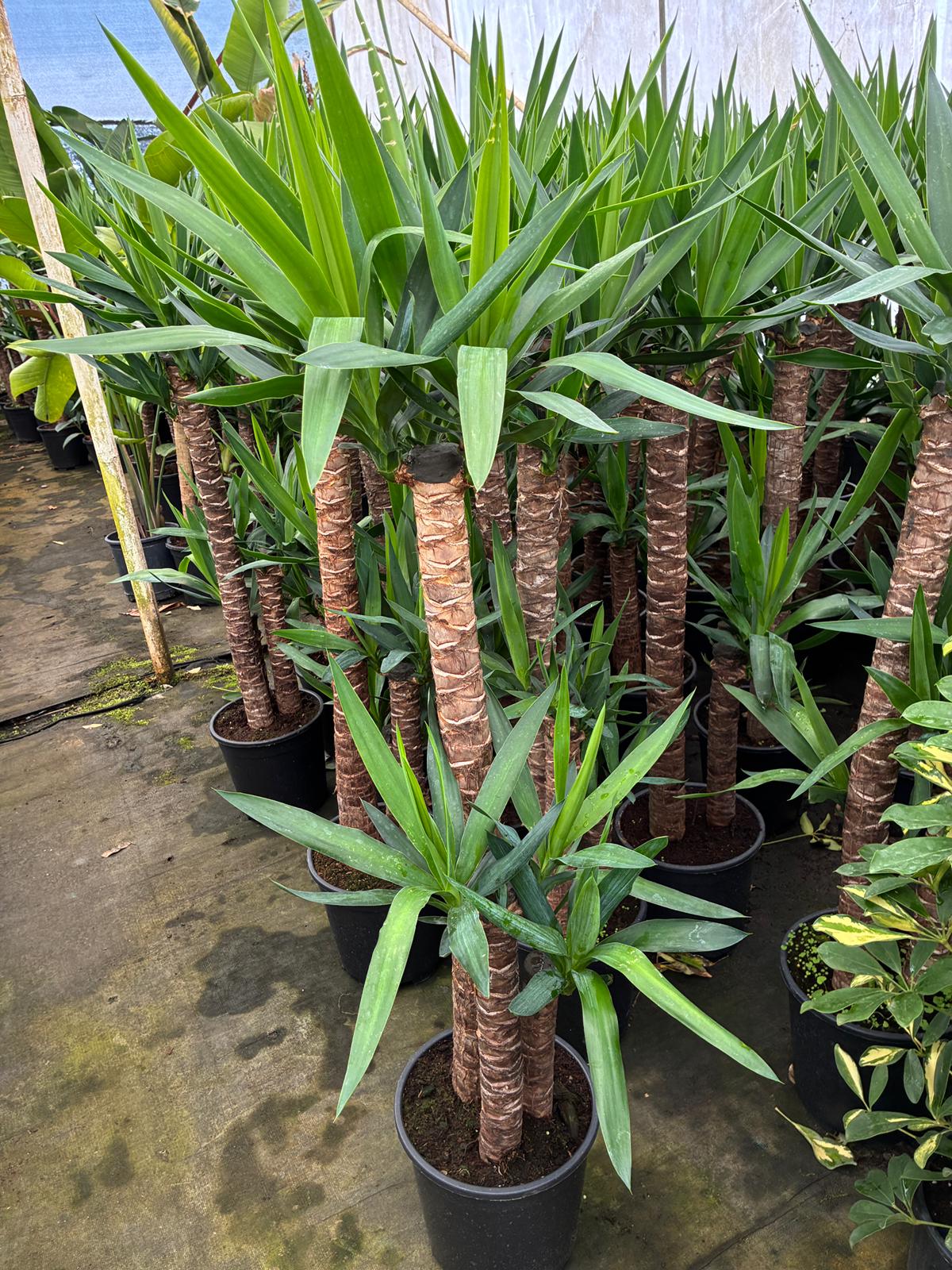 WhatsApp Image 2026-05-14 at 15.40.35 (1) 3 Kök Yuka (Yucca elephantipes) – Yaklaşık 1.30 Metre - Görsel 1