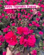 Haftanın Bitkisi 2’li Klasik Sardunya Seti (Pelargonium × hortorum) - Görsel 2