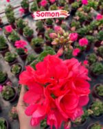 Haftanın Bitkisi 2’li Klasik Sardunya Seti (Pelargonium × hortorum)
