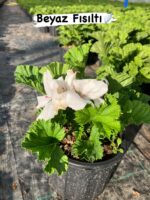 10’lu Canan Ceylan Gözü Sardunya Seti (Pelargonium grandiflorum) - Görsel 2