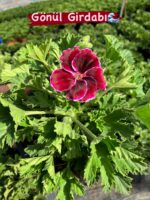 10’lu Canan Ceylan Gözü Sardunya Seti (Pelargonium grandiflorum) - Görsel 4