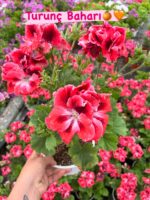 10’lu Canan Ceylan Gözü Sardunya Seti (Pelargonium grandiflorum) - Görsel 6
