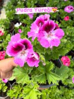 10’lu Canan Ceylan Gözü Sardunya Seti (Pelargonium grandiflorum)