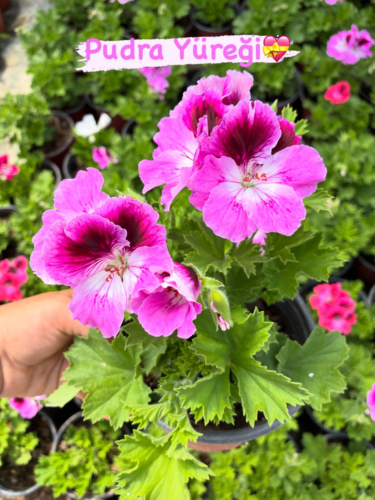 WhatsApp Image 2026-05-23 at 00.18.48 (3) 10’lu Canan Ceylan Gözü Sardunya Seti (Pelargonium grandiflorum) - Görsel 1