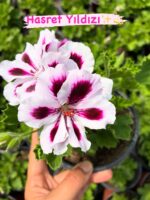 10’lu Canan Ceylan Gözü Sardunya Seti (Pelargonium grandiflorum) - Görsel 9