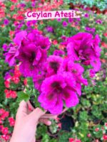 10’lu Canan Ceylan Gözü Sardunya Seti (Pelargonium grandiflorum) - Görsel 10