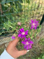 Acem Halısı (Drosanthemum floribundum) - Görsel 2