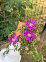 Acem Halısı (Drosanthemum floribundum) - Görsel 3