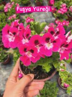 11 liCanan Ceylan Gözü Sardunya Seti (Pelargonium grandiflorum) - Görsel 11