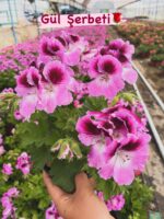12'li Canan Ceylan Gözü Sardunya Seti (Pelargonium grandiflorum) - Görsel 12